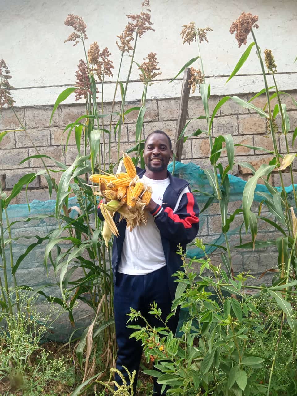 Farmer inspecting healthy crop growth in the field